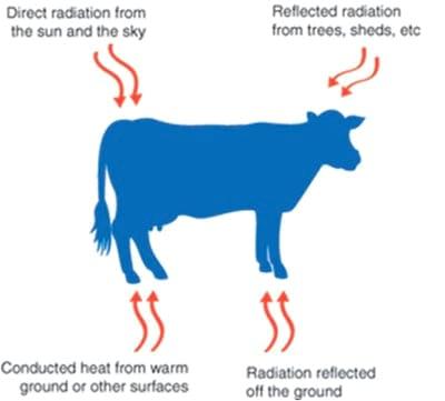 Estrategias para mejorar las respuestas termoreguladoras y reproductivas/ productivas bajo periodos estacionales de estrés por calor - Image 3