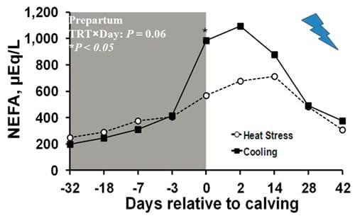 Estrategias para mejorar las respuestas termoreguladoras y reproductivas/ productivas bajo periodos estacionales de estrés por calor - Image 36
