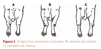 Evaluación física y clínica de sementales bovinos en dos municipios de la costa chica de Guerrero, México. - Image 1