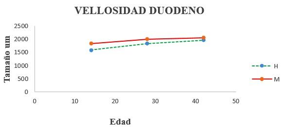 Estudio del bienestar animal mediante el analisis de pododermatitis en pollos de carne tipo broiler en Cantón Patate - Ecuador - Image 11