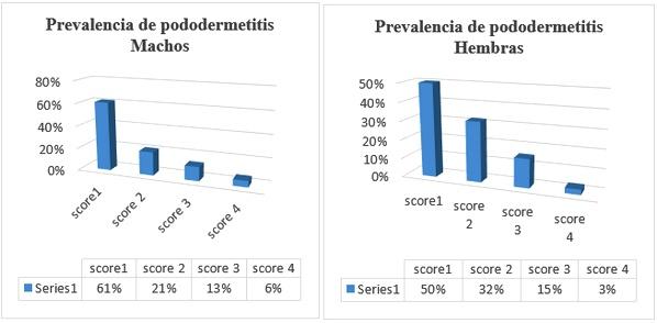 Estudio del bienestar animal mediante el analisis de pododermatitis en pollos de carne tipo broiler en Cantón Patate - Ecuador - Image 16