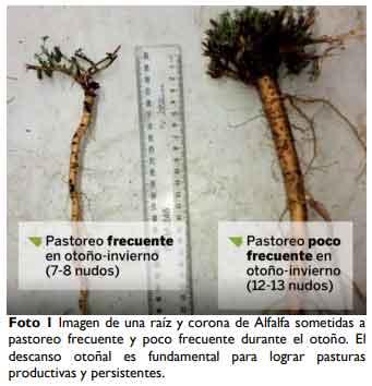 Brechas productivas en Alfalfa ¿Qué necesitamos para alcanzar el potencial? - Image 5