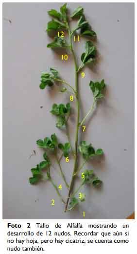Brechas productivas en Alfalfa ¿Qué necesitamos para alcanzar el potencial? - Image 7