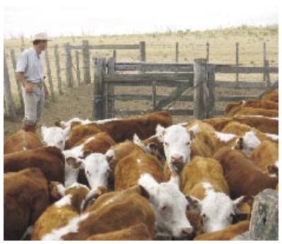 Recría e Invernada Bovina Intensiva pos Sequía: ¿Qué Recaudos se Deberían Tomar para el próximo Otoño e Invierno? - Image 7