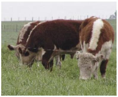 Recría e Invernada Bovina Intensiva pos Sequía: ¿Qué Recaudos se Deberían Tomar para el próximo Otoño e Invierno? - Image 3