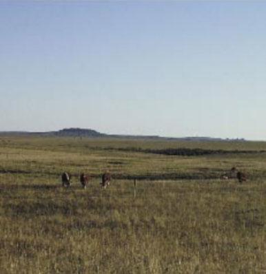 La necesidad de la suplementación invernal sobre campo natural en la recría bovina - Image 2