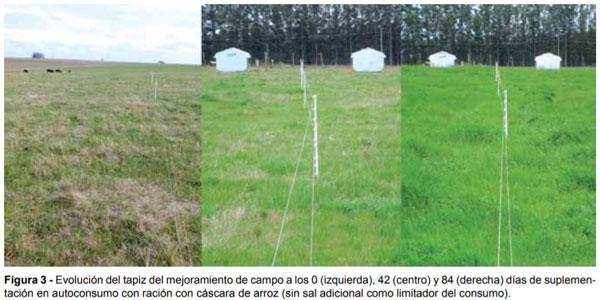 Intensificando la suplementación de bovinos en pastoreo - Image 6