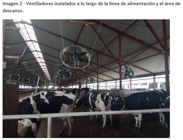 La implementación de un sistema de enfriamiento intensivo en una granja lechera a gran escala en el sur de Rusia - Image 5