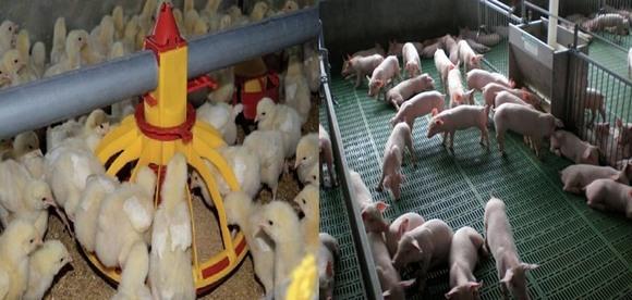 Efectos de la peletizacion en aves y cerdos - Image 29