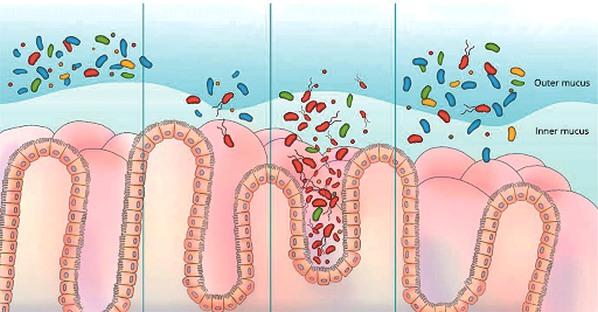 Salud intestinal: ¿Cómo preparo a los lechones en sus primeros días? - Image 3