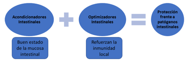 Parasitosis por protozoos en pollos - Image 2