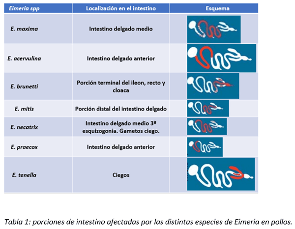 Parasitosis por protozoos en pollos - Image 1
