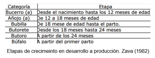 EL búfalo de agua como alternativa sostenible, económica y alimentaria para Panamá - Image 3