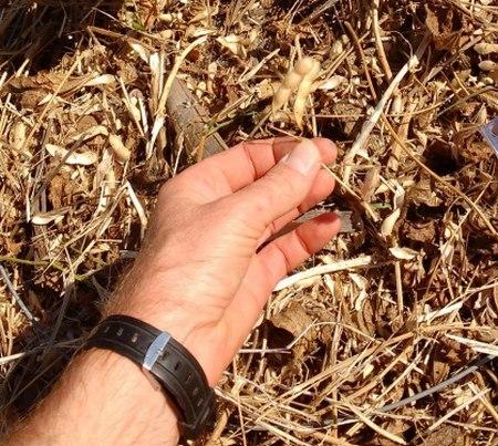 Cosecha de Soja: ¿Todavía se miden las pérdidas tirando los aros? - Image 3