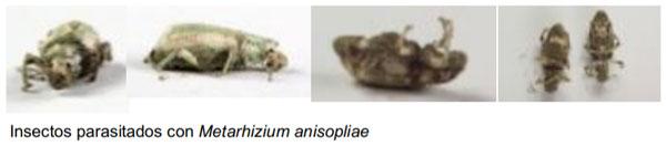 Evaluación de la eficacia de Metarhizium anisopliae y de Beauveria bassiana sobre el control de picudos asociados al cultivo de vid, utilizando activadores de patogenicidad - Image 5