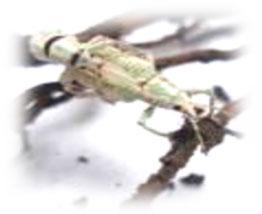 Evaluación de la eficacia de Metarhizium anisopliae y de Beauveria bassiana sobre el control de picudos asociados al cultivo de vid, utilizando activadores de patogenicidad - Image 1