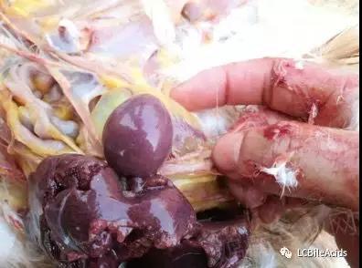 ¿Cómo debe resolver el problema del hígado inflamado y roto de las ponedoras? - Image 1