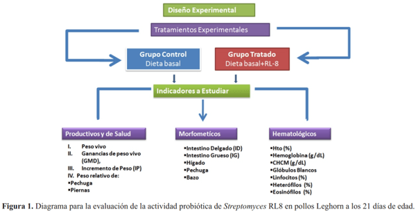 Utilización de streptomyces sp. Rl8 como agente probiótico en pollos de la raza Leghorn - Image 1