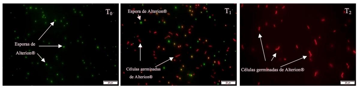 La germinación y la actividad de Alterion® son ahora visibles dentro de las aves - Image 5