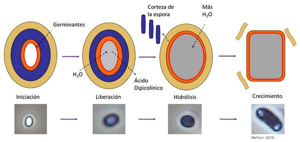 La germinación y la actividad de Alterion® son ahora visibles dentro de las aves - Image 1