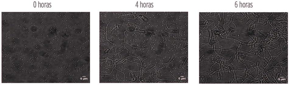 La germinación y la actividad de Alterion® son ahora visibles dentro de las aves - Image 2