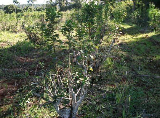 Producción de Yerba Mate (Ilex paraguariensis) con técnicas sustentables de manejo de suelos y plagas - Image 3