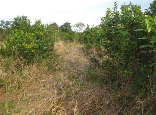 Producción de Yerba Mate (Ilex paraguariensis) con técnicas sustentables de manejo de suelos y plagas - Image 1