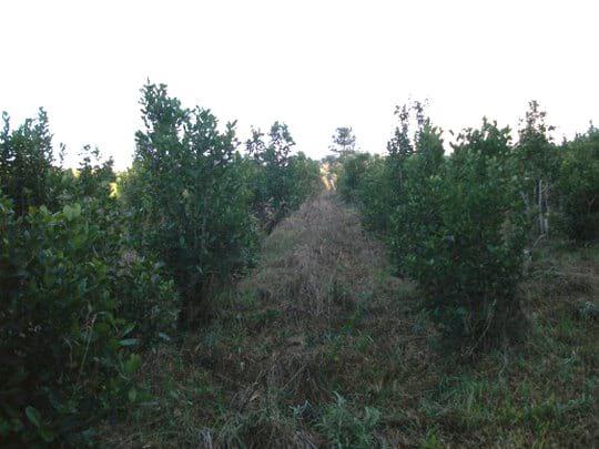 Producción de Yerba Mate (Ilex paraguariensis) con técnicas sustentables de manejo de suelos y plagas - Image 6