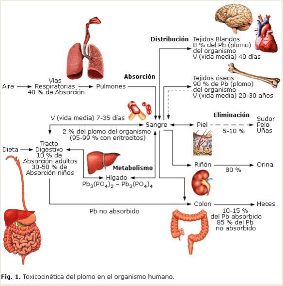 Intoxicación por plomo - Image 5