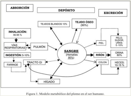 Intoxicación por plomo - Image 4