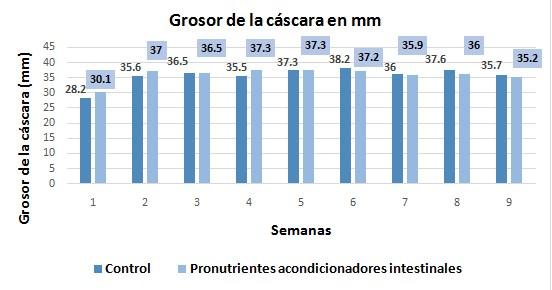 Salud intestinal en gallinas ponedoras - Image 5