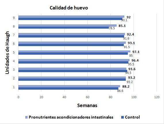 Salud intestinal en gallinas ponedoras - Image 7