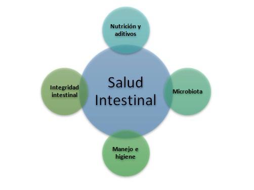 Salud intestinal en gallinas ponedoras - Image 3