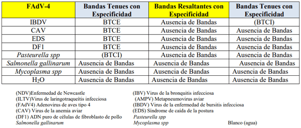 Estandarización de una PCR para detectar Fowl Adenovirus tipo 4 (FADV-4) en Farvet S.A.C. - Image 20