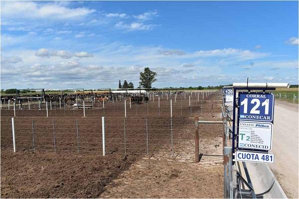 Evaluación del uso de virginiamicina sobre la salud ruminal y su efecto en producción en el feedlot - Image 2