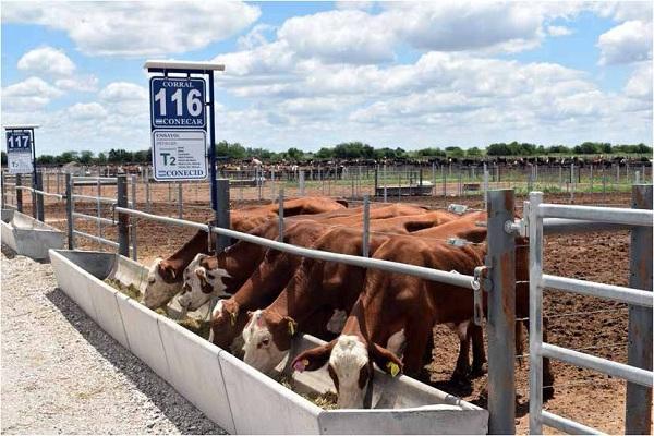 Evaluación del uso de virginiamicina sobre la salud ruminal y su efecto en producción en el feedlot - Image 5