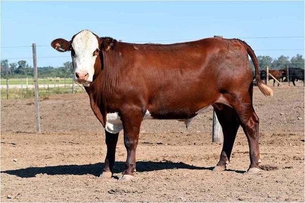 Evaluación del uso de virginiamicina sobre la salud ruminal y su efecto en producción en el feedlot - Image 1