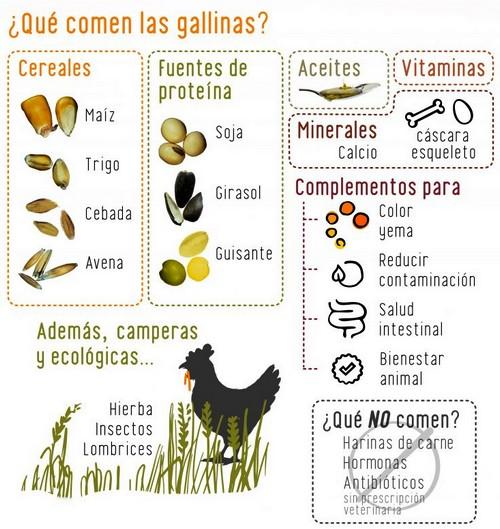 ¿Qué comen las gallinas ponedoras? - Image 2