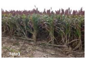 Evaluación de híbridos de Sorgo para su utilización como silajes de planta entera en el noroeste de Córdoba - Image 2
