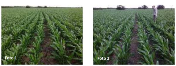 Evaluación de híbridos de Sorgo para su utilización como silajes de planta entera en el noroeste de Córdoba - Image 1