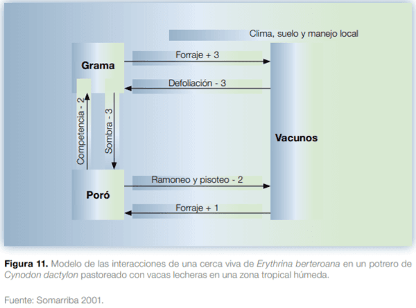 Sistemas silvopastoriles en Mesoamérica para la restauración de áreas degradadas - Image 13