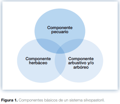 Sistemas silvopastoriles en Mesoamérica para la restauración de áreas degradadas - Image 1