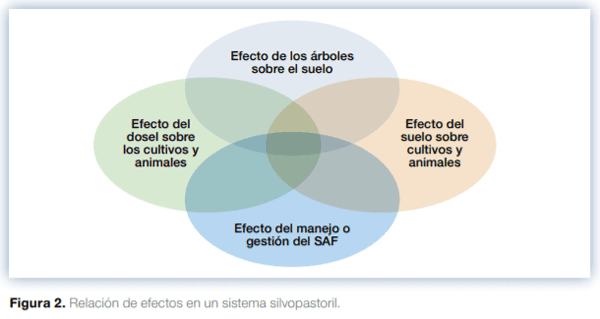 Sistemas silvopastoriles en Mesoamérica para la restauración de áreas degradadas - Image 2