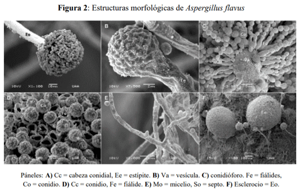 Caracterización de Aspergillus Flavus y cuantificación de aflatoxinas en pienso y leche cruda de vacas en Aguascalientes, México - Image 3
