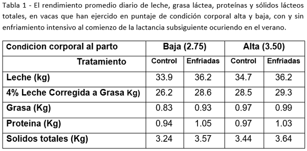 Las vacas paridas a principios del verano deben estar en condiciones corporales adecuadas, además de ser enfriadas intensamente - Image 1