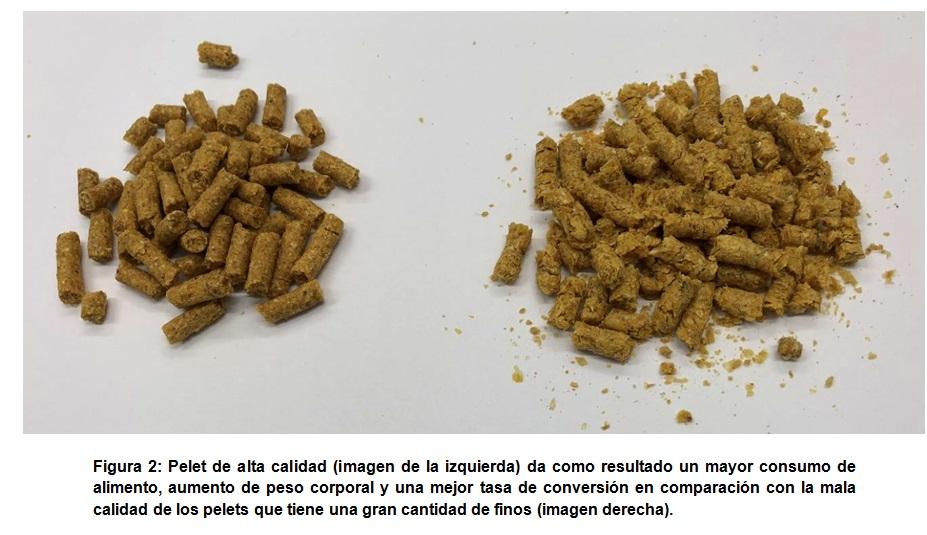 El tamaño de partícula en la nutrición de pollos de engorda - Image 2