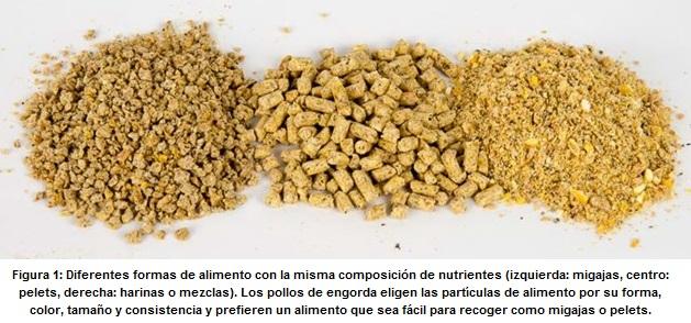 El tamaño de partícula en la nutrición de pollos de engorda - Image 1