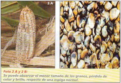 Diplodiosis, enfermedad causada por Micotoxinas en maíz, hongos en los rastrojos de maíz. Problemas en las vacas. - Image 2
