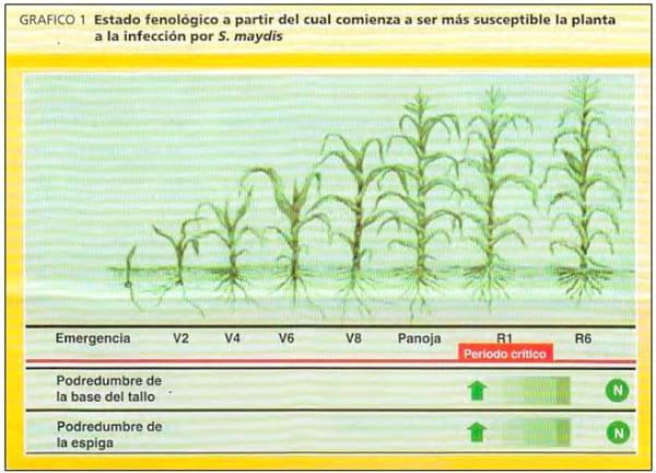 Diplodiosis, enfermedad causada por Micotoxinas en maíz, hongos en los rastrojos de maíz. Problemas en las vacas. - Image 5