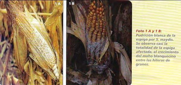 Diplodiosis, enfermedad causada por Micotoxinas en maíz, hongos en los rastrojos de maíz. Problemas en las vacas. - Image 1